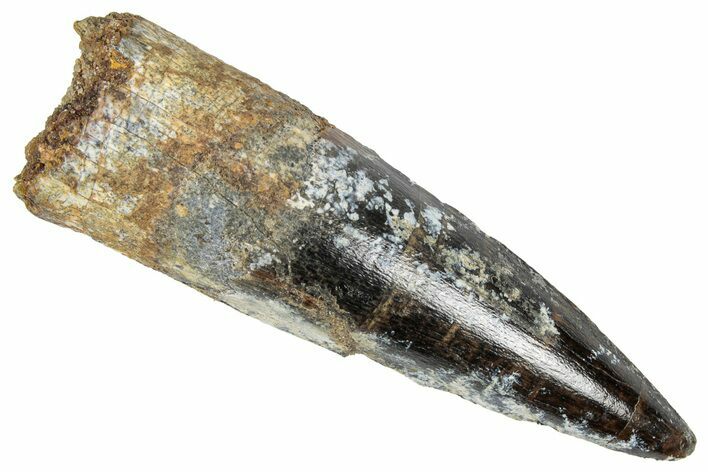 Fossil Spinosaurus Tooth - Real Dinosaur Tooth #348595